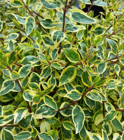 Abelia Sunshine Daydream
